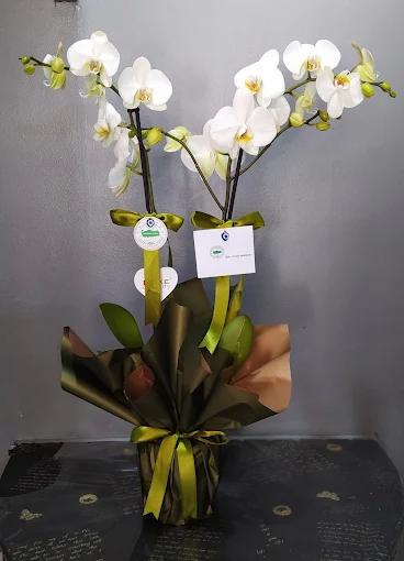 Çiçekçi & Lale Çiçek Galerisi / Kadıköy
